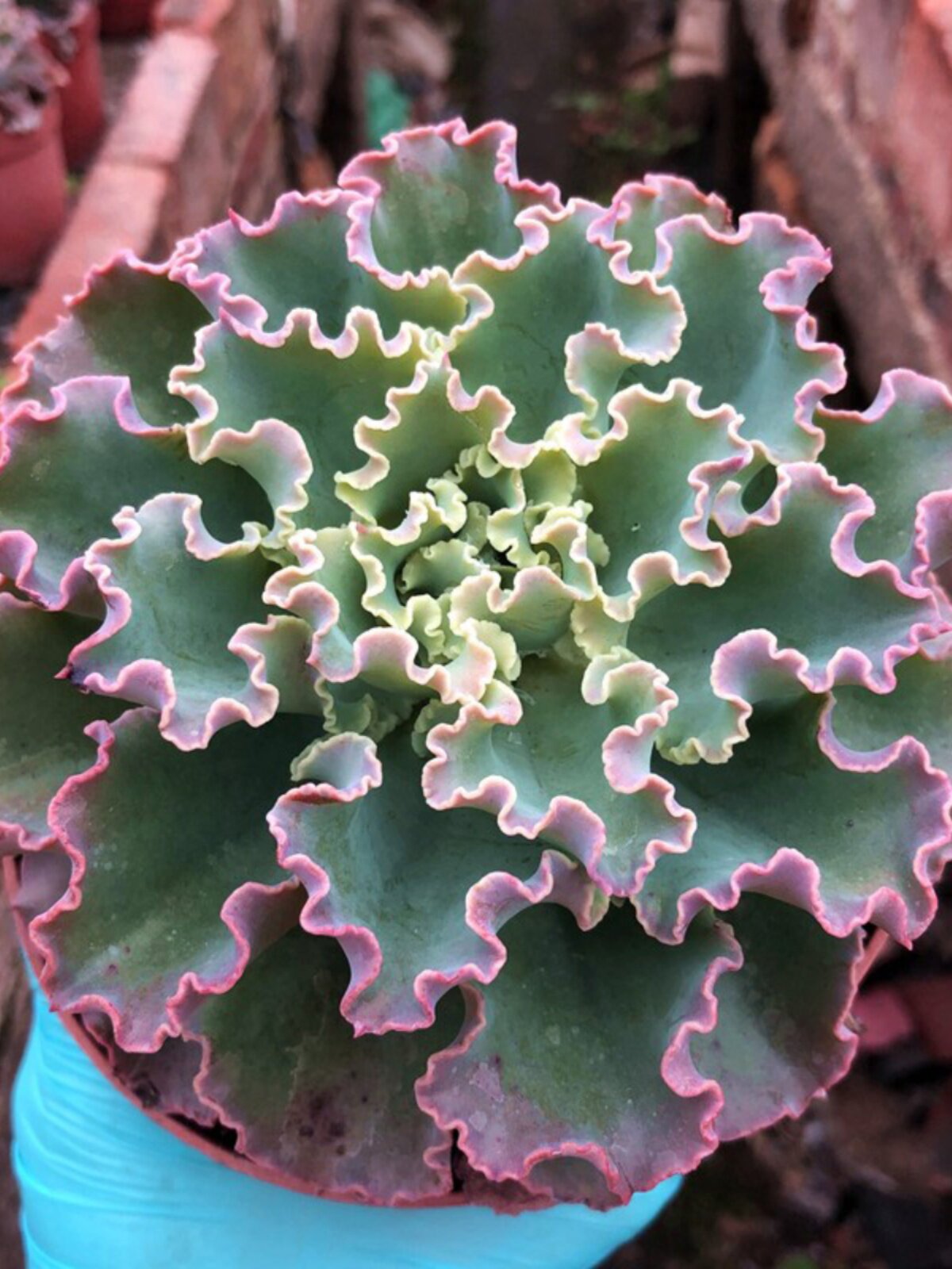 舞会红裙包菜系列大型多肉高砂之翁女王花笠水瓶座男爵云南肉肉