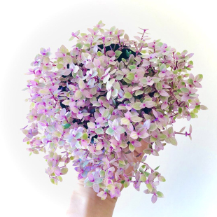 胭脂云多肉吊兰 好养植物盆栽易爆盆 小叶子油画婚礼喜庆四季