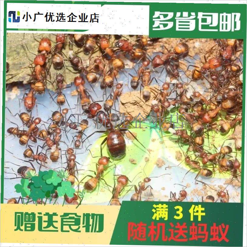 `小莫蚁馆 尼科巴弓背蚁 2024年D新后 新手蚂蚁城堡 工坊宠物活体