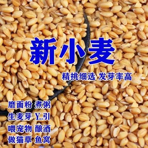 新鲜当季新麦带壳小麦粒饲料