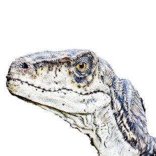 仿真迅猛龙模型户外景区园林景观展览大型仿真恐龙制做自贡厂家