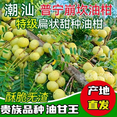 潮汕甜种油甘王新鲜柿饼甜油甘余甘牛甘果滇橄榄丙甜生吃水果油柑