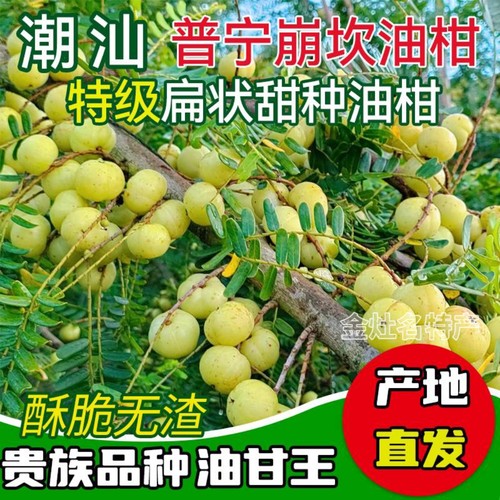 潮汕甜种油甘王新鲜柿饼甜油甘余甘牛甘果滇橄榄丙甜生吃水果油柑