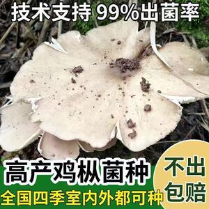 喷水就活，反复出菌，送种植说明