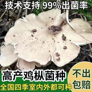 云南野生鸡枞菌菌种居家新鲜四季种植室内菌包三塔家种人工食用菌