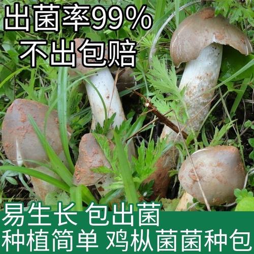 云南正宗鸡枞菌菌种种子居家培植高产人工三塔荔枝菌三塔菌南北种