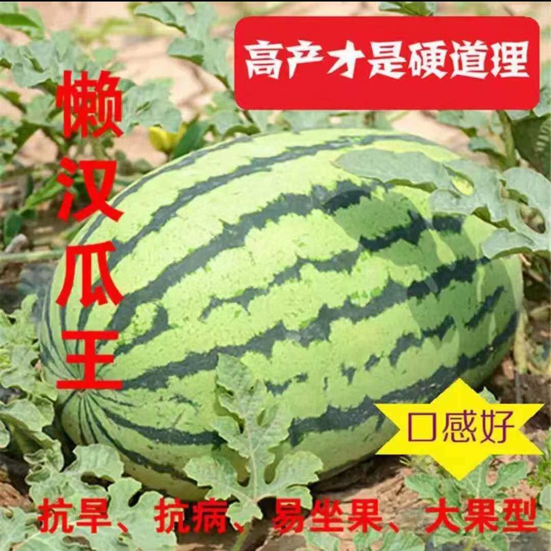 盈科四季懒汉西瓜高产