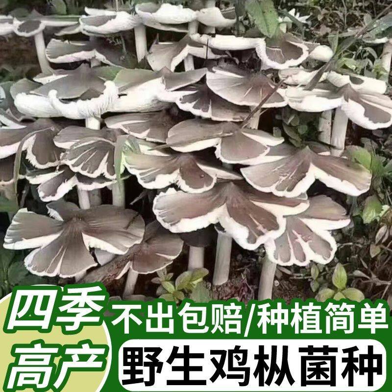 喷水就活，反复出菌，送种植说明