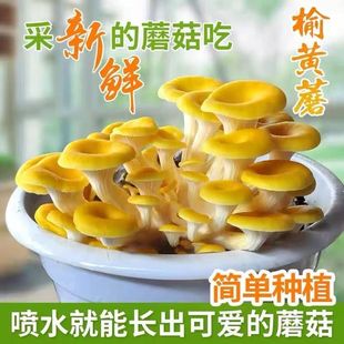 榆黄菇菌种食用菌种植蘑菇菌种室内盆栽阳台多肉植物新年盆栽