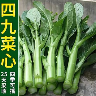 25天广东四九菜心种子种籽菜苔青油甜菜心增城连州秋季蔬菜孑菜籽