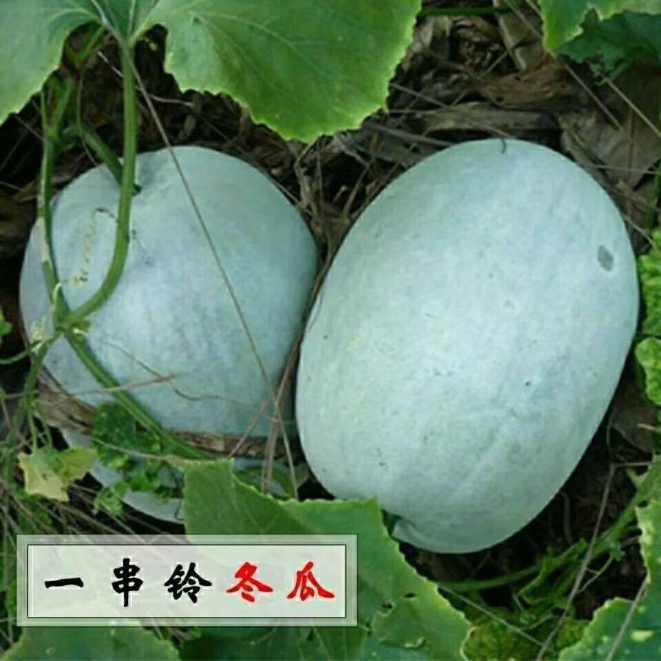 一串铃小冬瓜种子四季白皮高产小冬瓜籽庭院阳台盆栽大田蔬菜种子