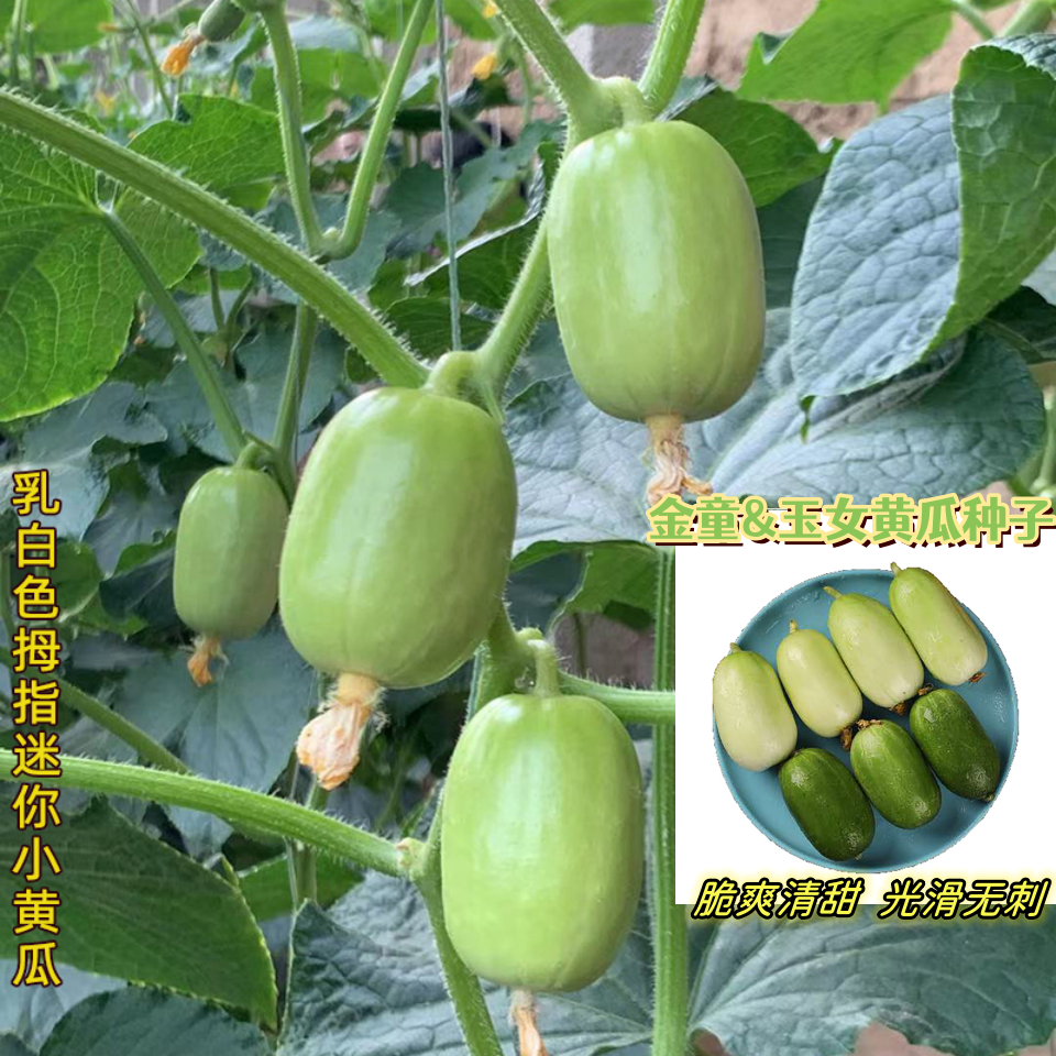 QQ黄瓜种子超小型水果珍珠拇指迷你乳瓜金童玉女种籽精品高产四季