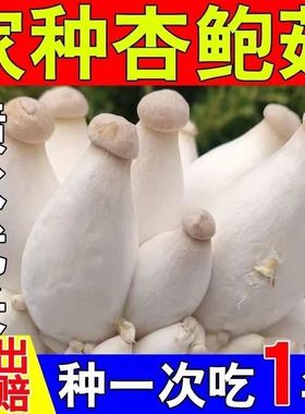 疯狂生长杏鲍菇原种菌种家种土壤种植花盆阳台室内外蘑菇四季种
