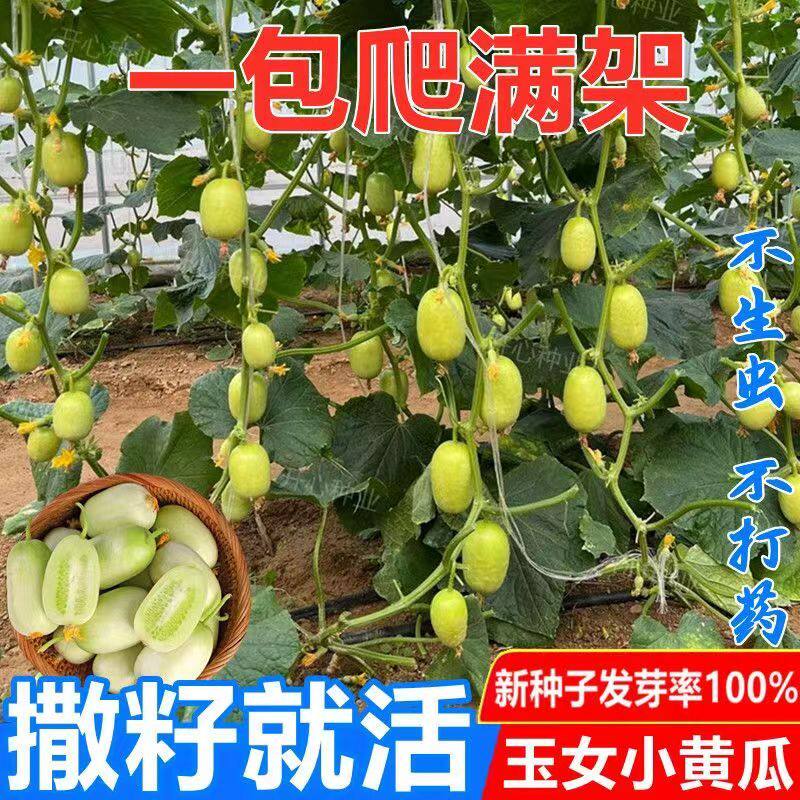 迷你小黄瓜种子金童玉女水果黄瓜种子春夏季四季阳台盆栽蔬菜种子