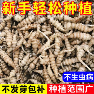 宝塔菜地环新鲜精选大个螺丝菜地环种子牯牛农家蔬菜做酱泡菜炒菜