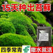 苔藓种子上水石吸水石盆景盆栽青苔孢子粉微景观鲜活植物种籽铺面