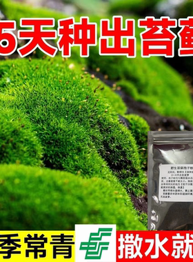 苔藓种子上水石吸水石盆景盆栽青苔孢子粉微景观鲜活植物种籽铺面