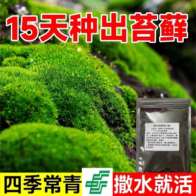 苔藓孢子粉假山花盆种15天包发芽