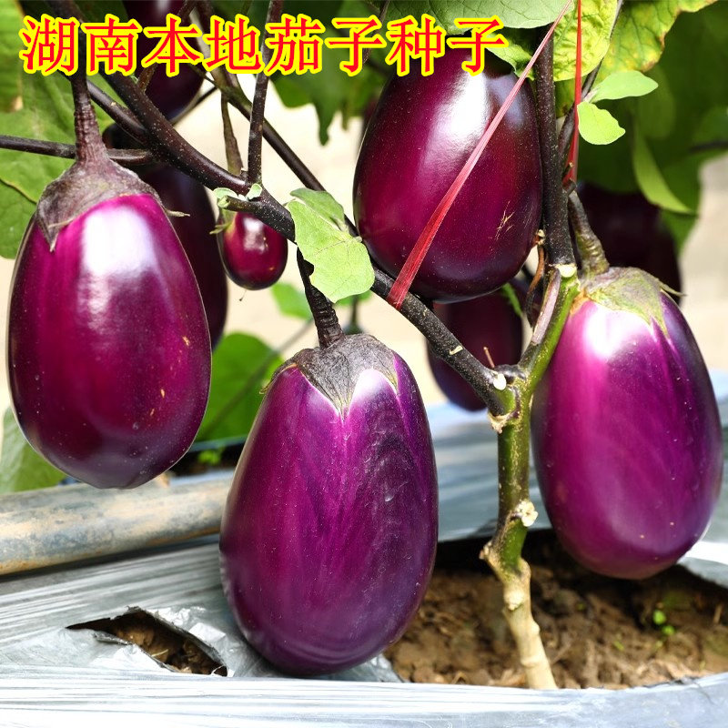 特大紫罐茄种子苗圆茄湖南本地茄子高产烧烤紫茄子四季蔬菜种籽孑
