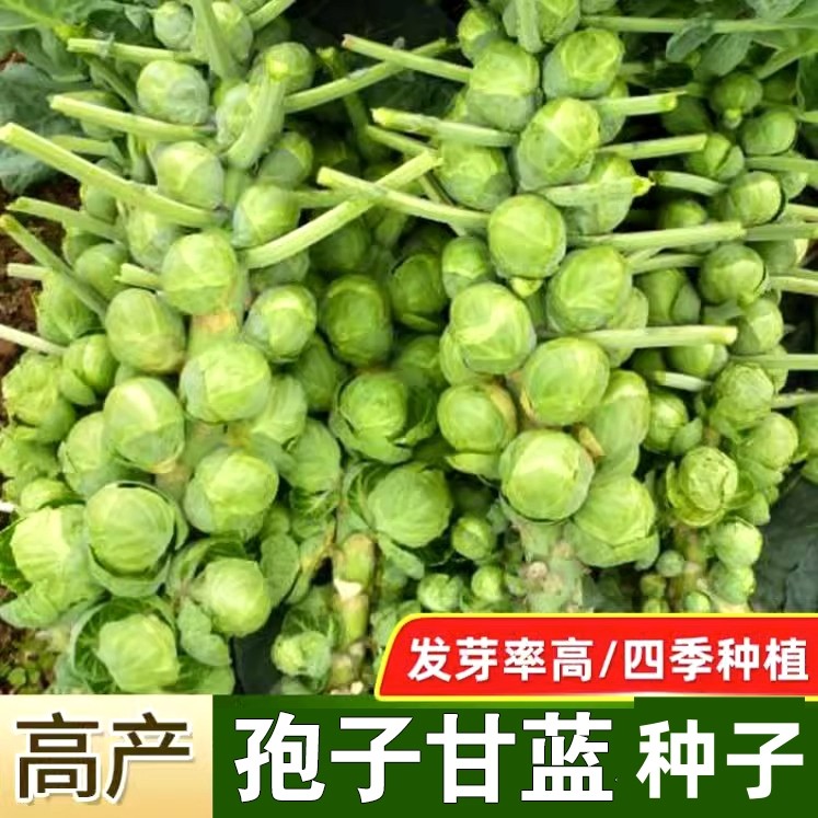 孢子甘蓝种子苗蔬菜种籽紫子持小包菜卷心菜包心抱子甘蓝菜孑菜种