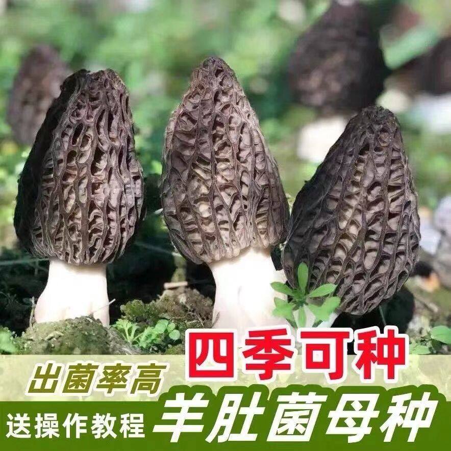 喷水就活，反复出菌，送种植说明