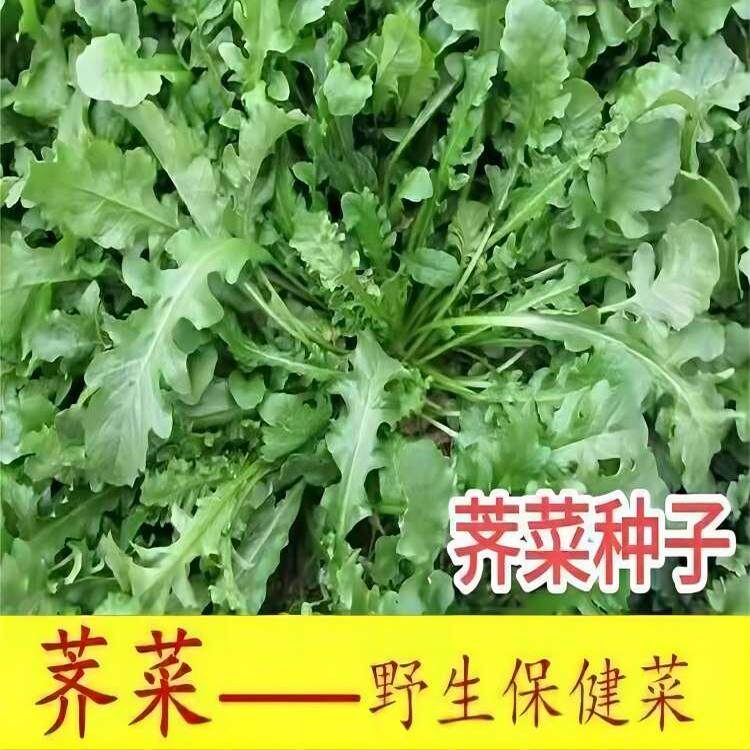 荠荠菜种子农家四季大叶春野菜种籽食用盆栽荠菜种孑青菜籽秋冬播