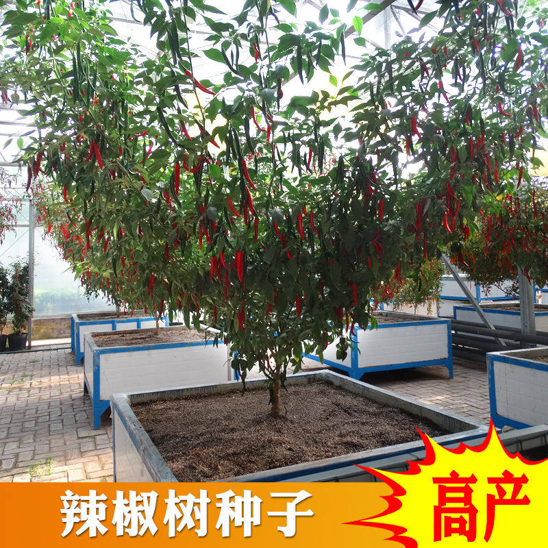 农点赞四季辣椒树种子高产