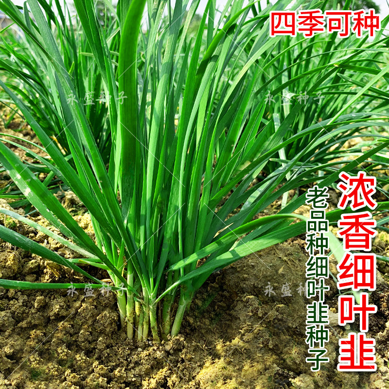 小细叶香韭菜种子籽种老品种四季收割庭院阳台盆栽蔬菜种孑种籽子