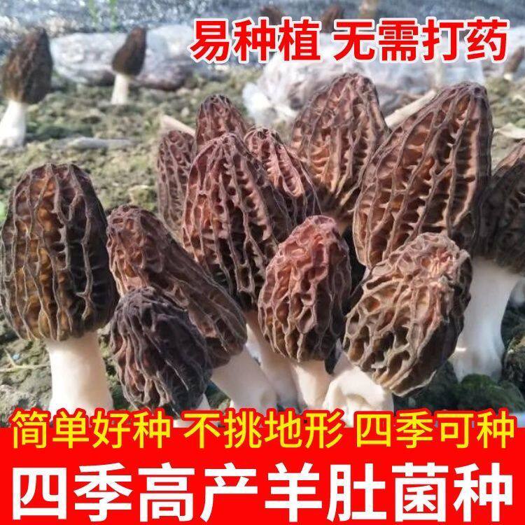 喷水就活，反复出菌，送种植说明