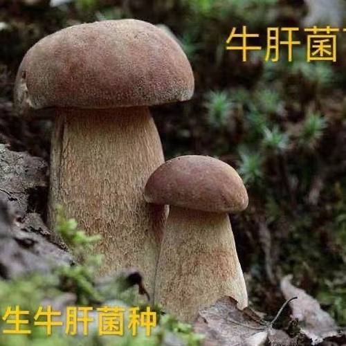 喷水就活，反复出菌，送种植说明