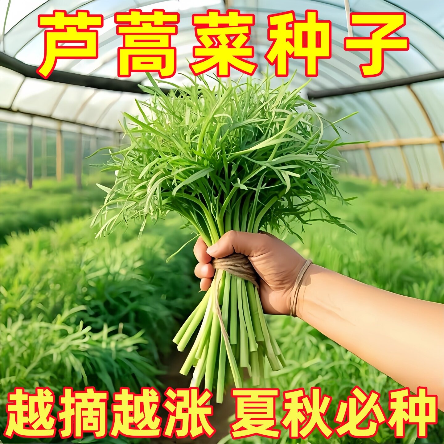 芦蒿种子蔬菜种子南京特产芦蒿种子水篙柳蒿茼蒿菜泥蒿苔四季种植