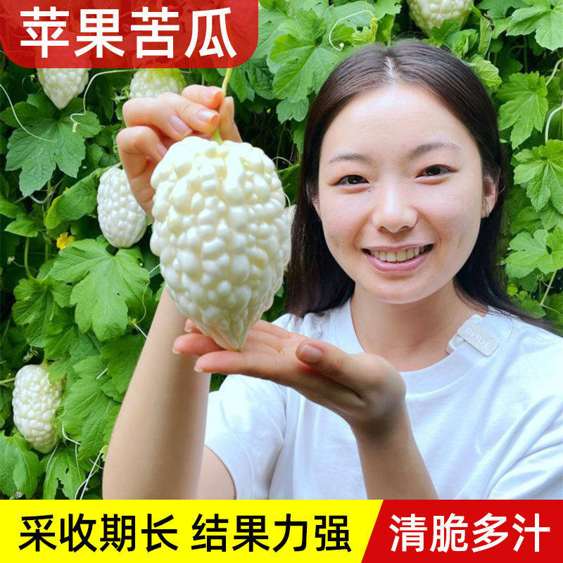 永红四季苦瓜种子高产
