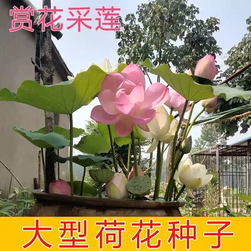 发芽好种子四季荷花高产观赏