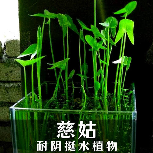 慈姑种球挺水植物水培净化水质