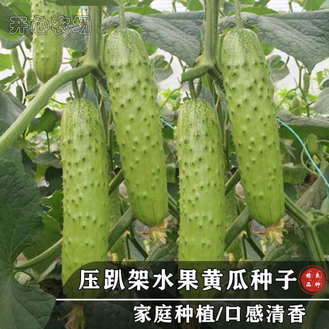 水果黄瓜种籽四季盆栽春秋黄瓜籽种旱水果黄瓜种孑蔬菜种子籽大全