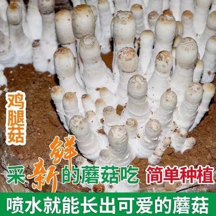 喷水就活，反复出菌，送种植说明