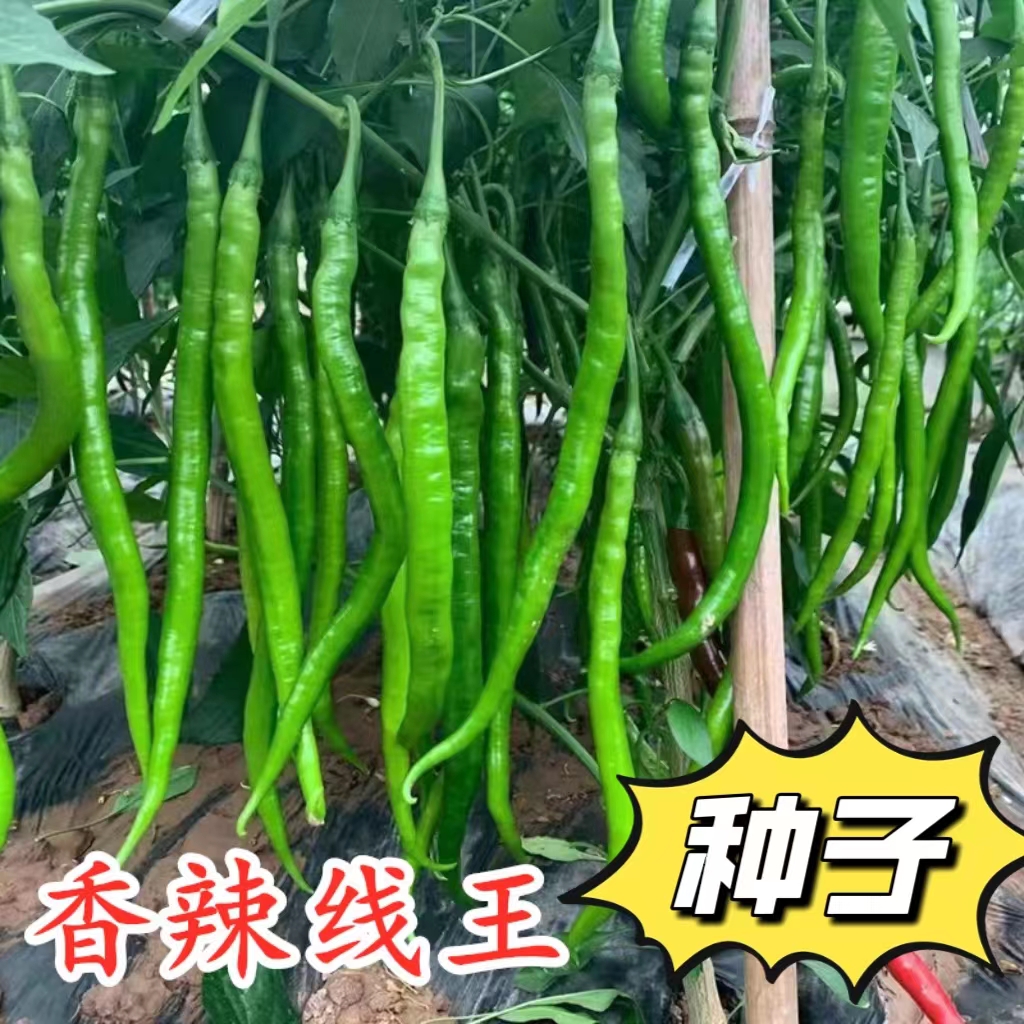 线椒种子特香高产微辣