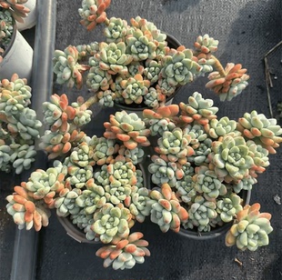 劳尔老桩多肉植物老桩带香味肉肉植物控养室内花卉组合小盆栽绿植