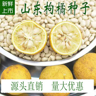 山东新鲜枸橘种子枳壳种子枳实种子臭橘带刺植物围园篱笆嫁接砧木