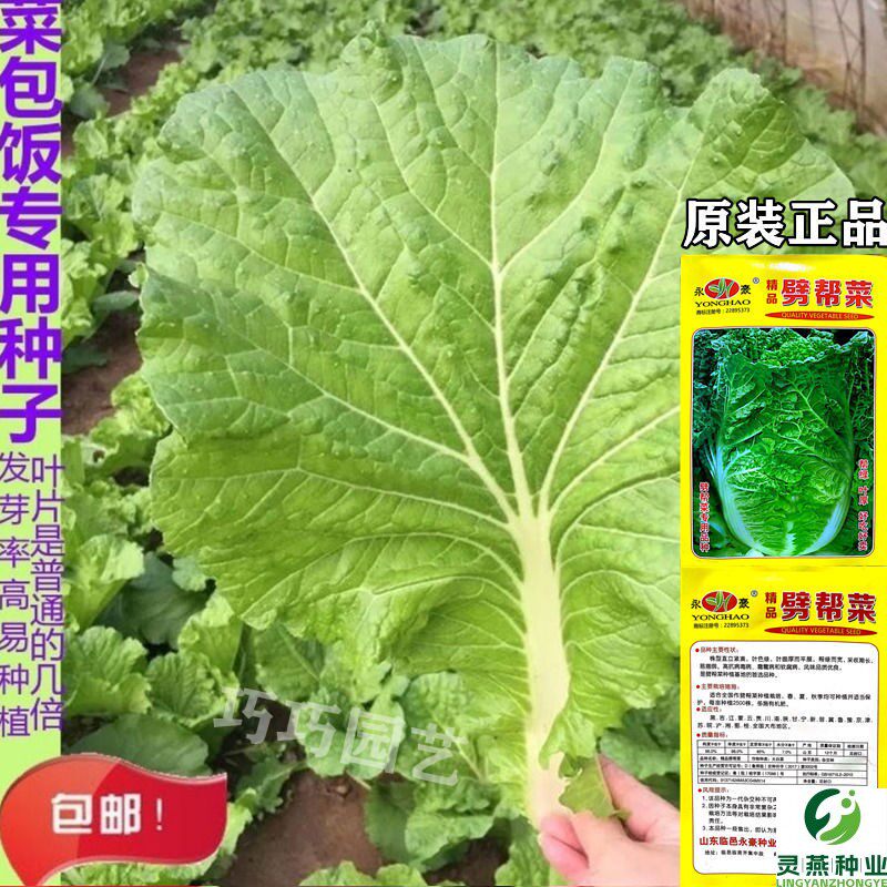 饭包白菜种子东北擗邦菜包饭种子打包饭白菜大叶春秋四季白菜种子