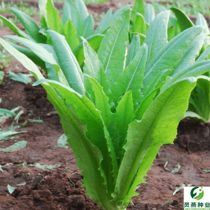油麦菜种子四季播青菜种籽孑阳台盆栽莜麦菜蔬菜孑春季菜种大全