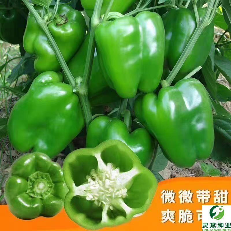 茄门大甜椒种子灯笼菜椒青椒种子甜椒王种子四季盆栽辣椒籽种种子