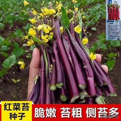 十月红菜苔种子紫菜苔红油菜种子阳台盆栽蔬菜种子菜心高产易种籽