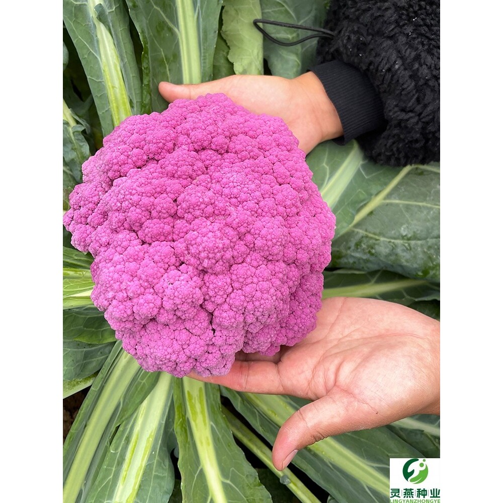 紫色花椰菜种子紫花菜种籽紫色菜花西蓝花露天基地春秋种蔬菜种籽