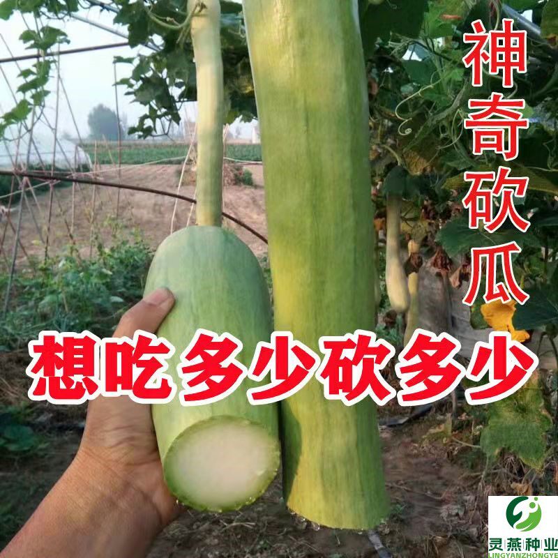 神奇砍瓜种籽特大四季易种植巨型砍瓜种子春季农家庭院观赏蔬菜种