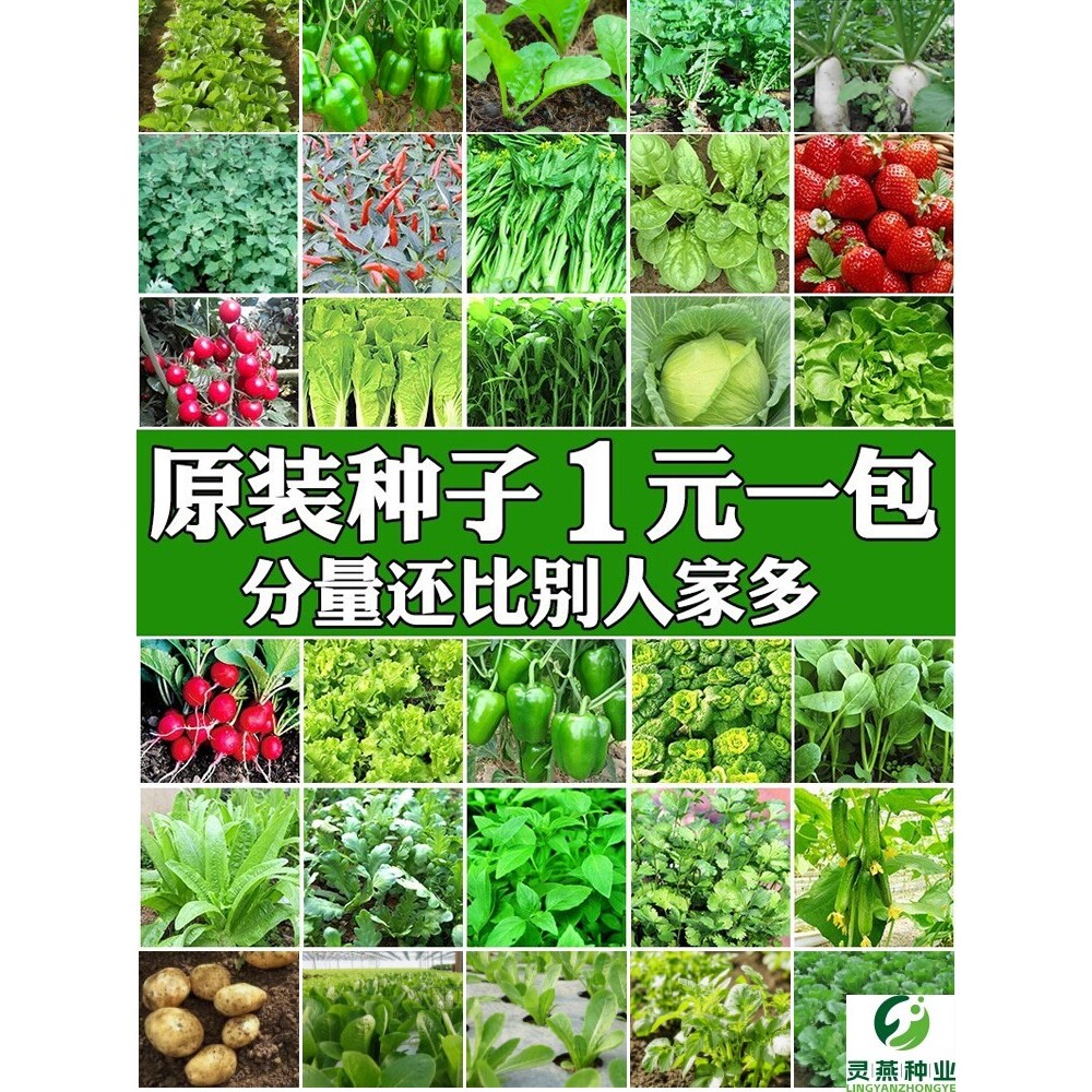 西兰花种子杂交高产花菜种子松花菜籽西兰花种籽四季大田蔬菜种子