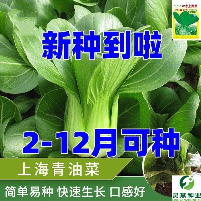 四季上海青种子白菜种籽蔬菜种子青菜小白菜四季易种盆栽蔬菜种子
