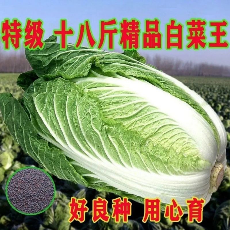 冬储十八斤大白菜种子耐寒秋冬播种东北白菜菜籽包心酸菜大白菜籽