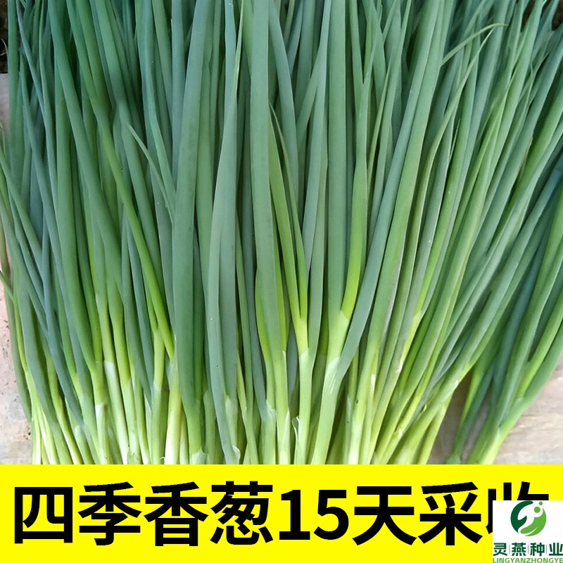 葱种籽子四季小香葱小分葱大葱种子秋后盆栽家庭阳台种植蔬菜种孑