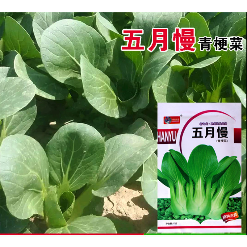 五月慢青菜种子 小油菜小白菜种子 阳台庭院蔬菜种子耐寒大青菜籽